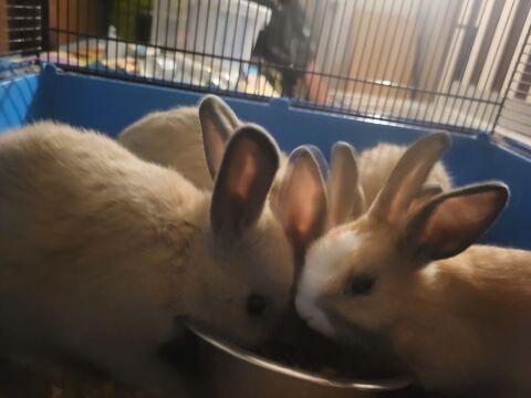 lapin nain 45 76950 Les grandes-ventes