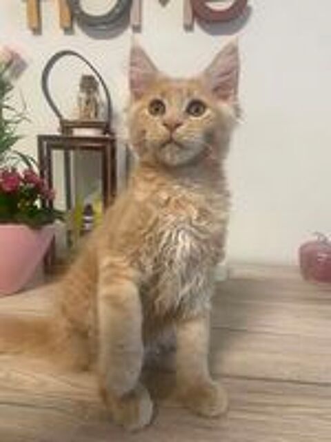   Chaton Maine Coon LOOF 