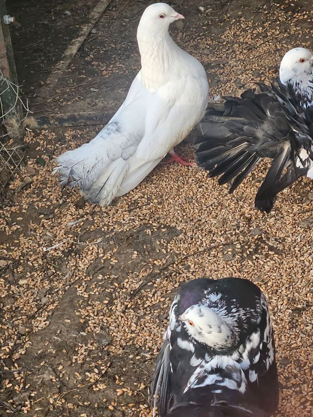   Pigeon paon 