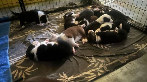 chiots berger australien 900 01000 Bourg-en-bresse