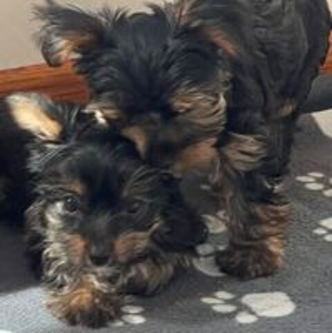   Chiot Yorkshire pedigree 