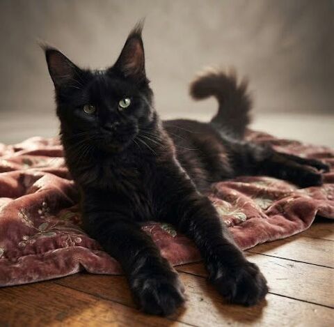 Superbe maine coon femelle loof 1500 51100 Reims
