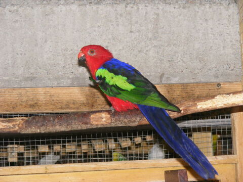 Mâle et Femelle Perruche ROYALE à ailes vertes 0 85140 Les essarts