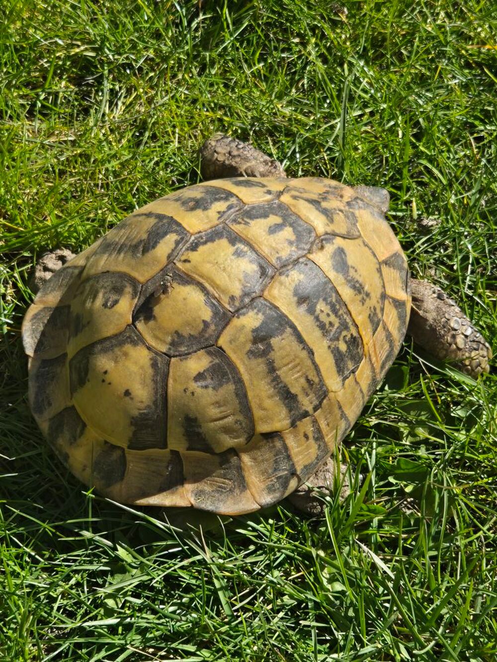   Rech,grosse tortue greca est ge femelle 77 