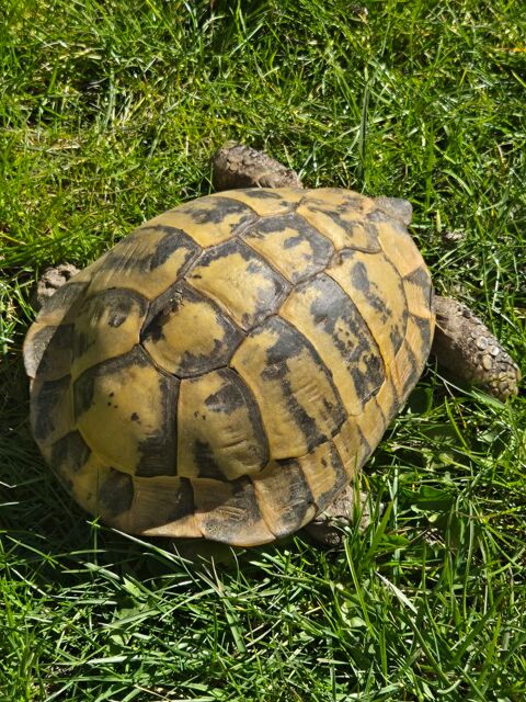 Rech,grosse tortue greca est âgée femelle 77 0 93800 pinay-sur-seine