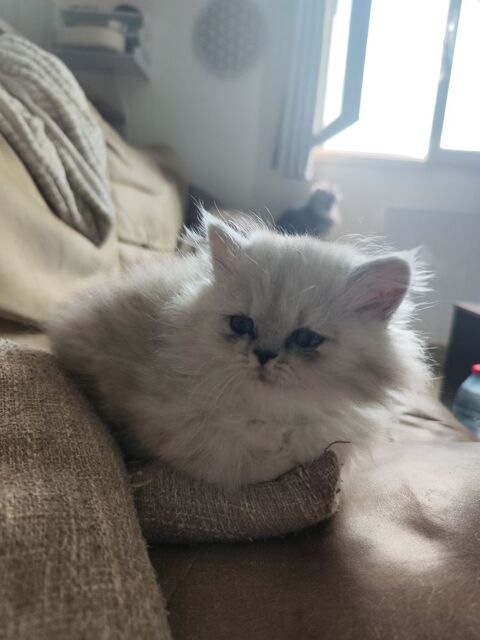persan blanc, roux et chinchilla 650 45510 Tigy