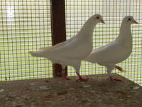   PIGEONS REPRODUCTEURS 