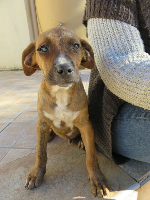 Léo est à l'adoption! 0 34000 Montpellier