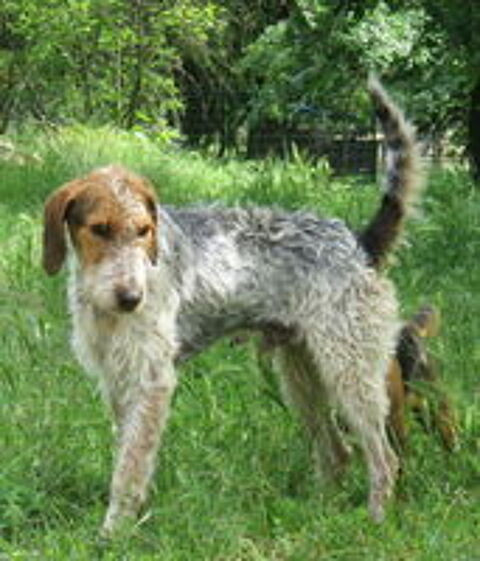   Iago est à l'adoption! 