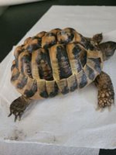   tortue 