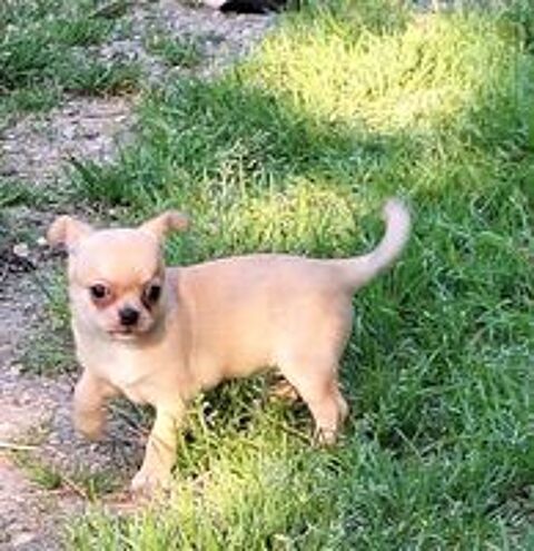   chihuahua non lof poil court  