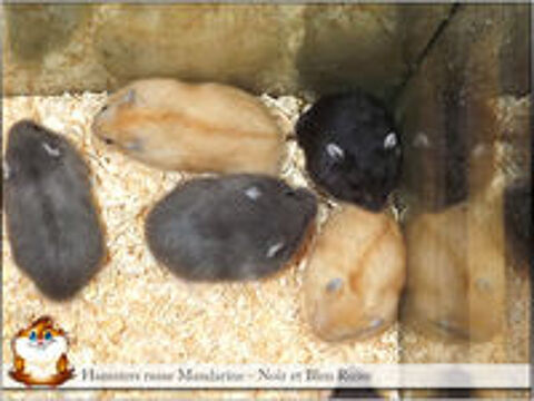   Jeunes Hamsters Russe 