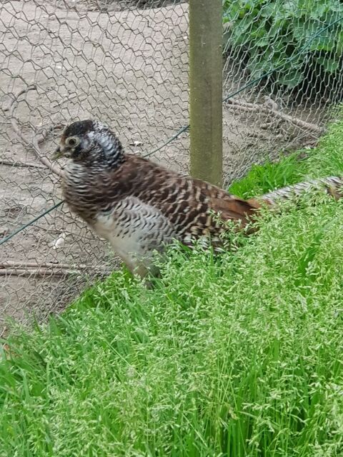 Faisans+lady+m&agrave;&cent;le 30 78910 Orgerus