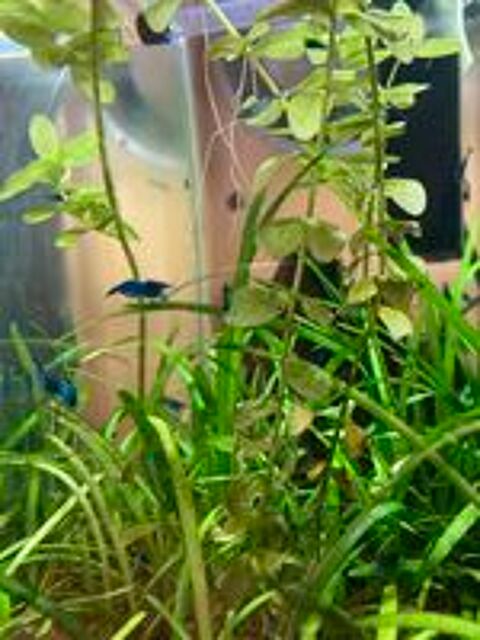   Crevettes aquarium  