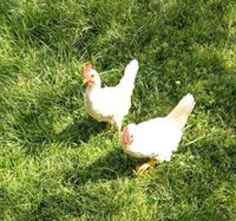   Coq azur.  