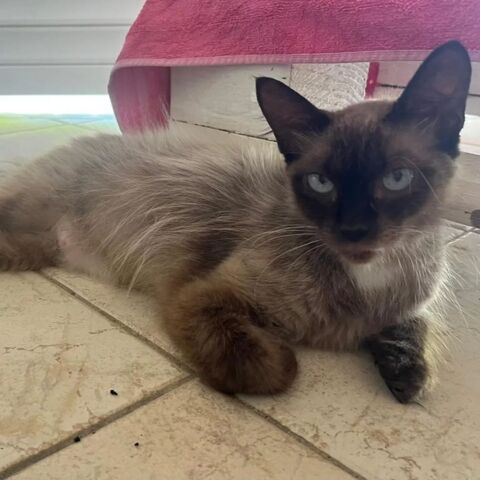 ✨️ MAHA ✨️ 🐱 230 95400 Arnouville-lès-gonesse