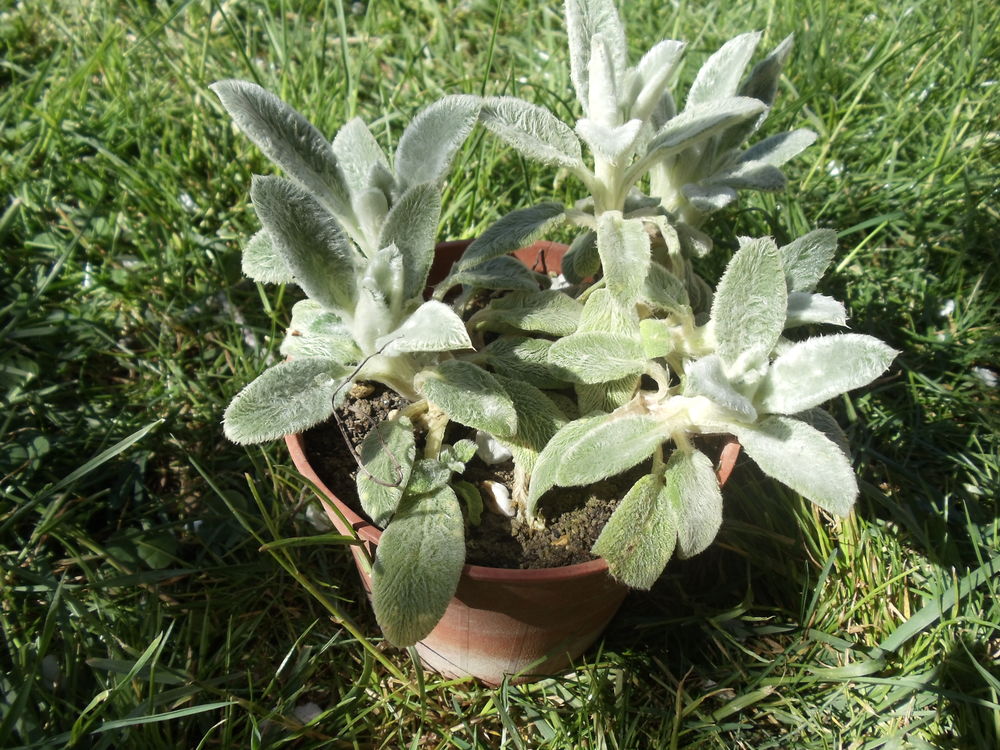 Oreille de lapin Jardin