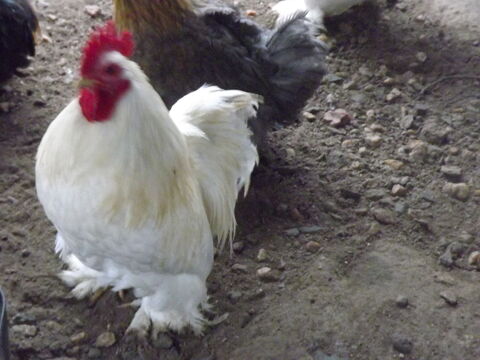 DON coqs p&eacute;kins 0 44130 Blain