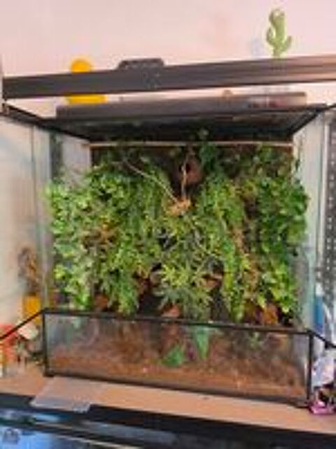   ? Terrarium complet + Gecko à crête de 4 ans 