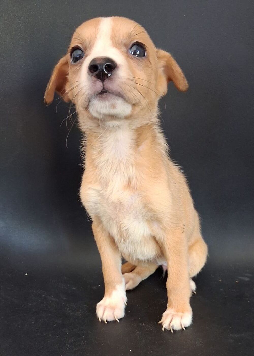   jack russell x chihuahua 