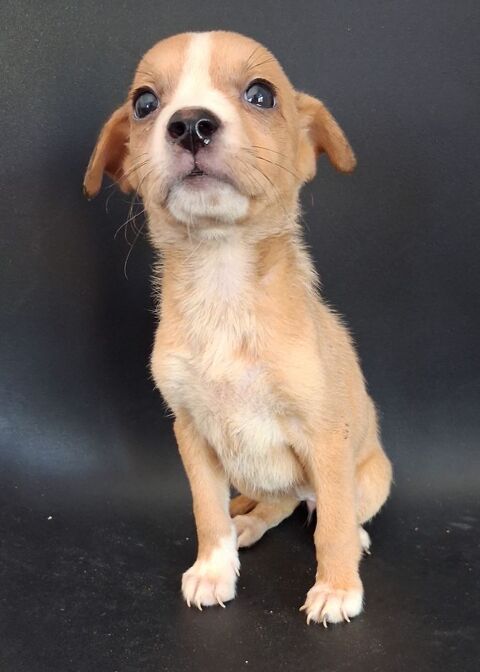 jack russell x chihuahua 0 13700 Marignane