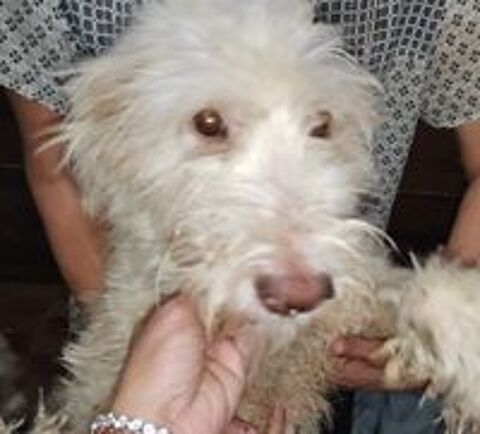   GINO FEMELLE NON STRILISE 1 AN A SAUVER D'GYPTE ADOPTION SEULEMENT  
