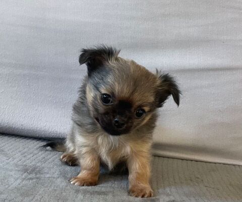 Chihuahua m&acirc;le 1200 34300 Agde