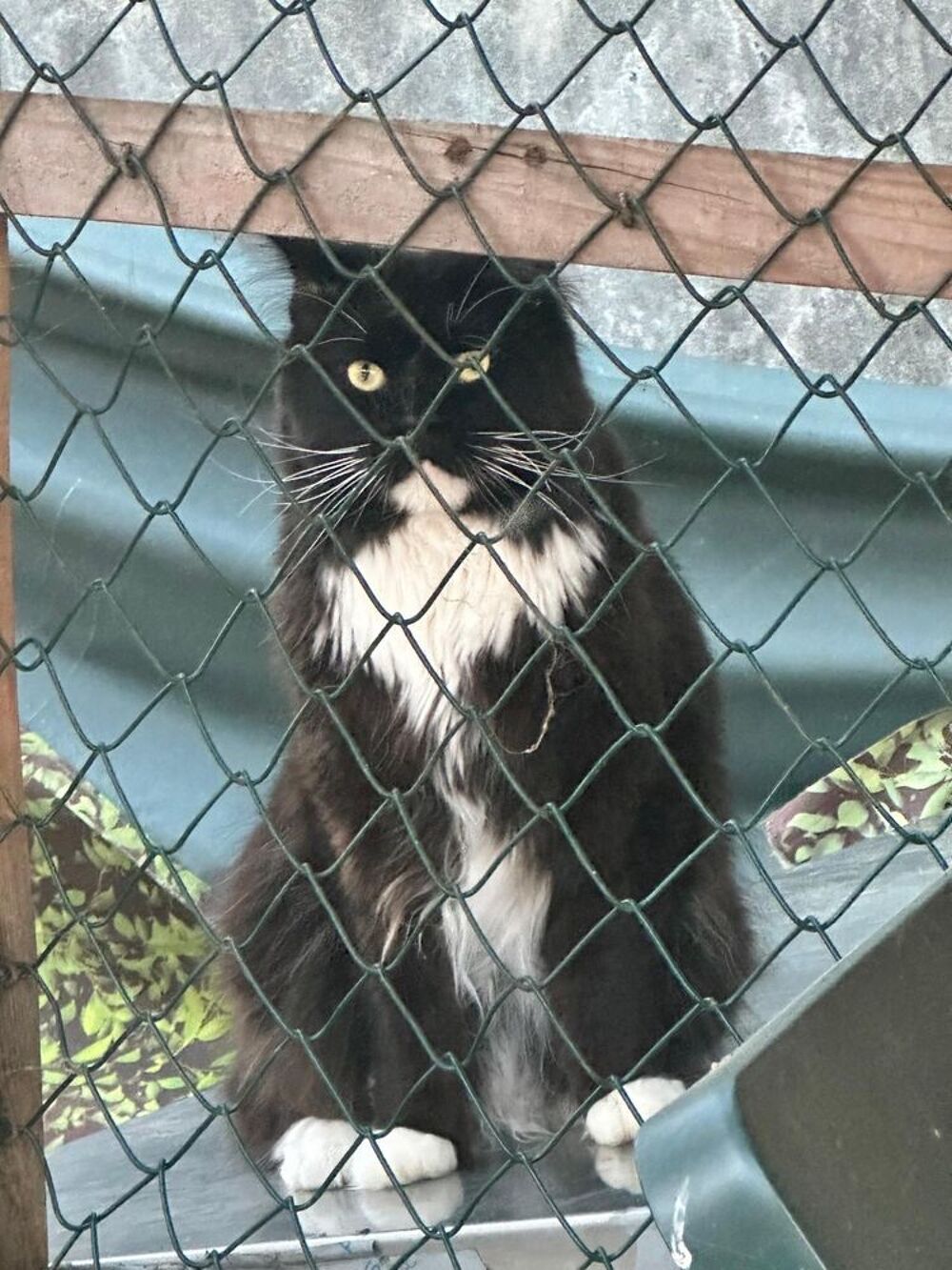   Maine Coon 
