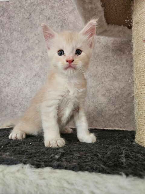 magnifique Chaton m&acirc;les et femelles maine coon loof 1700 77640 Jouarre