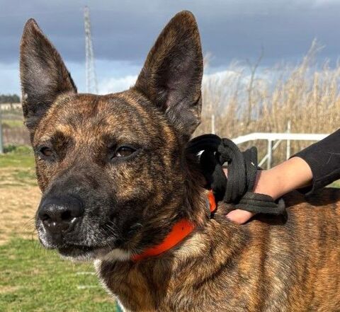 FLINN, berger hollandais 3 ans SAUVETAGE 0 34500 Béziers