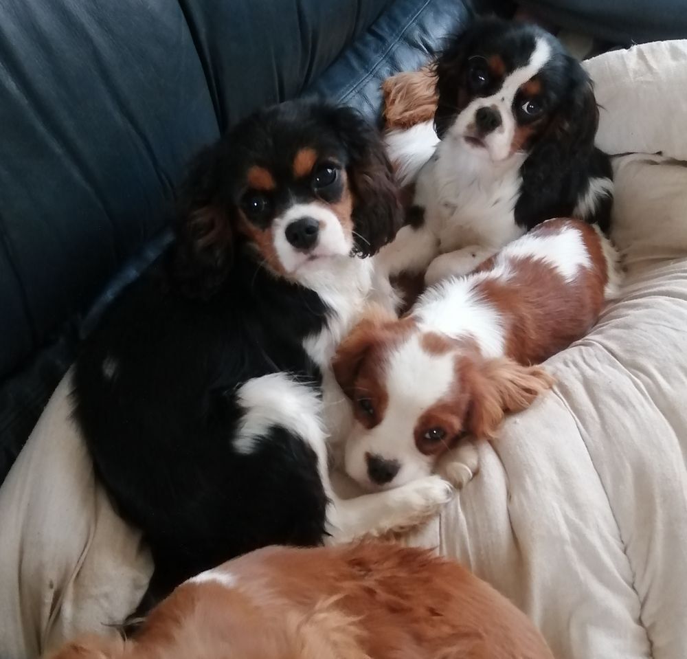  Chiots cavalier king Charles  
