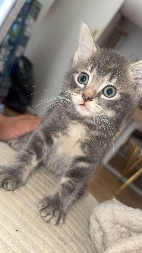Chaton 2 mois 0 91820 Vayres-sur-essonne