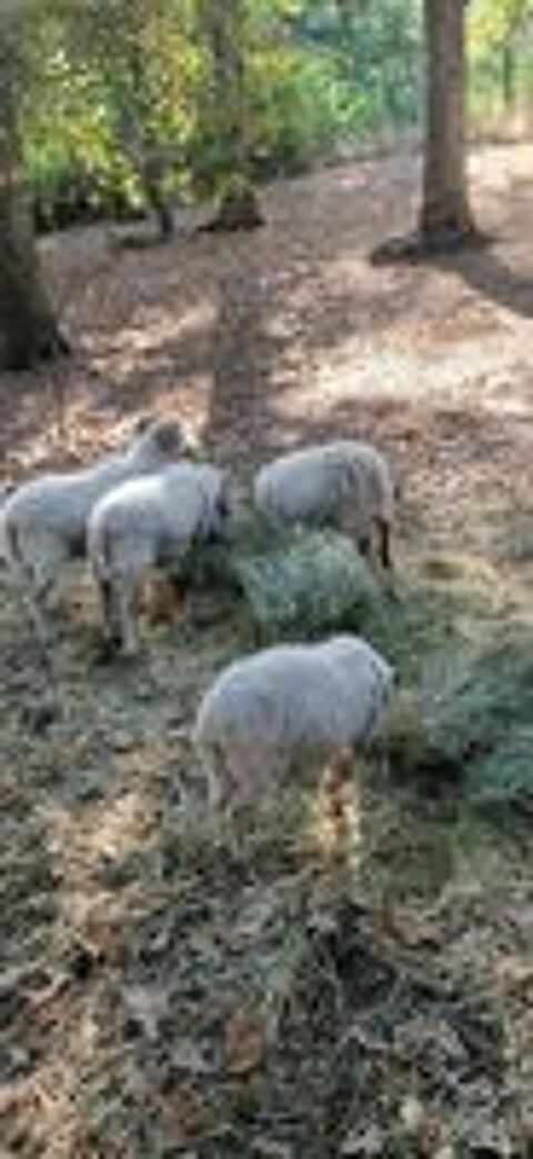   Mâles blanc moutons Ouessant  