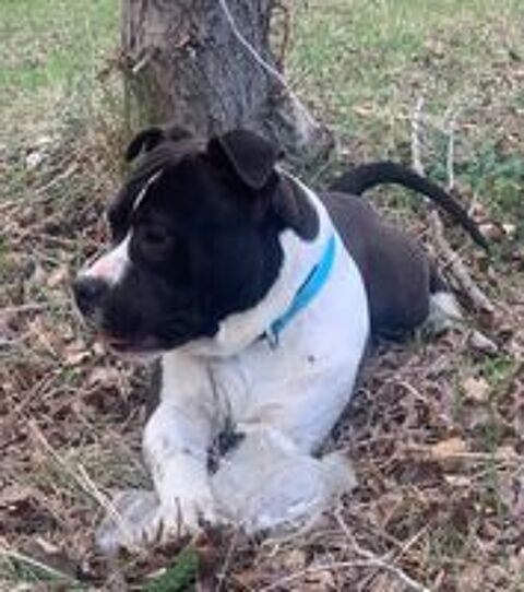   Jeune American Staffordshire Terrier LOF 