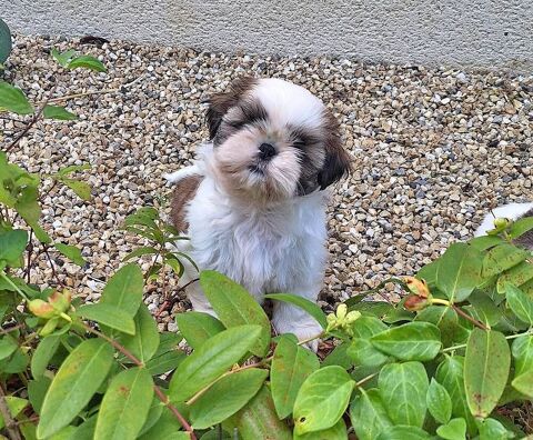 Adorables shih tzu LOF 1400 16400 Vœuil-et-giget
