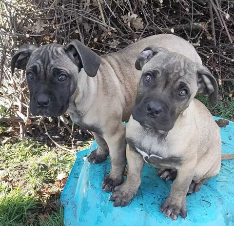maniifique chiot type cane corso m&egrave;re lof 700 33600 Pessac