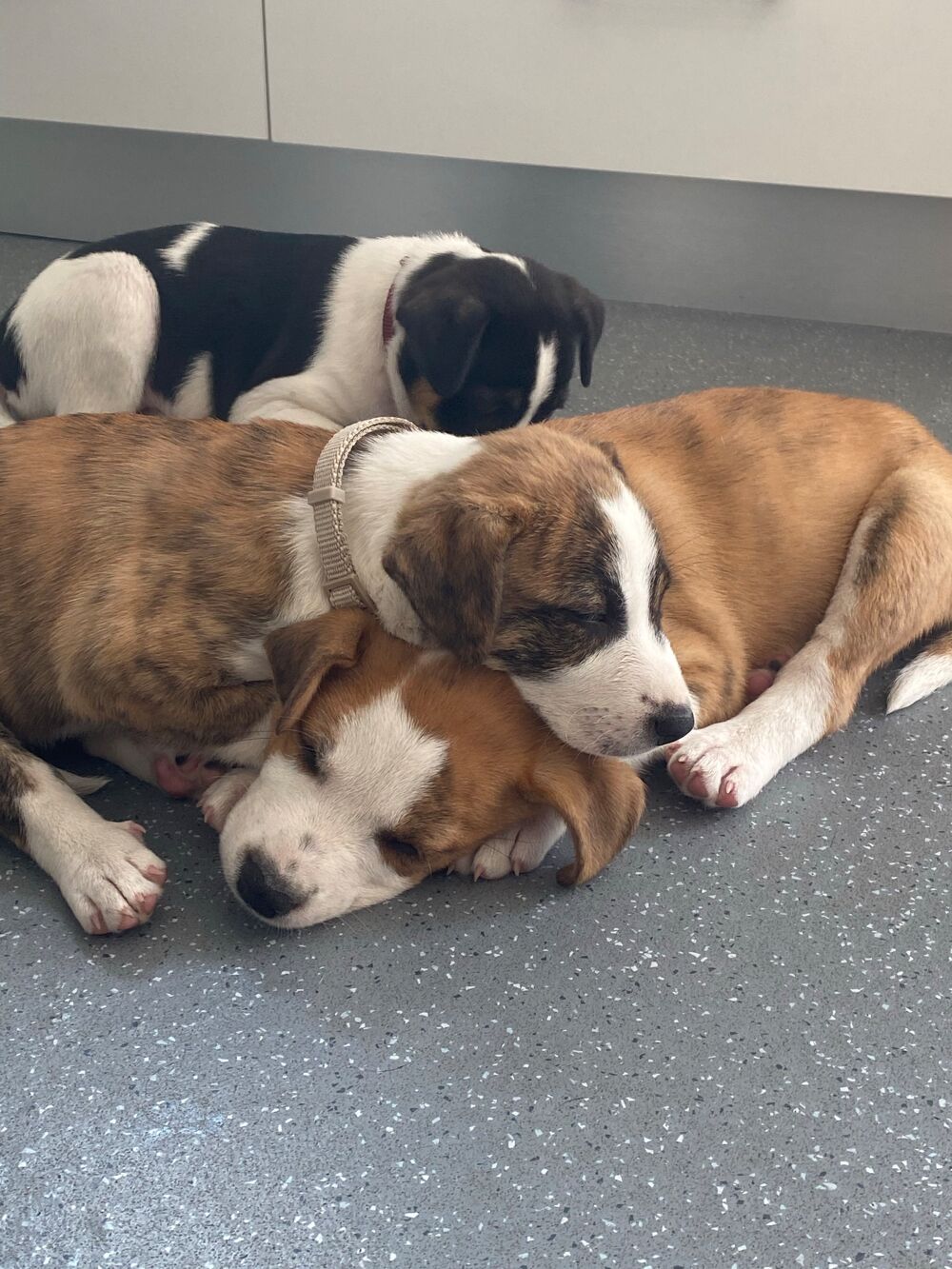 chiot staffy 
