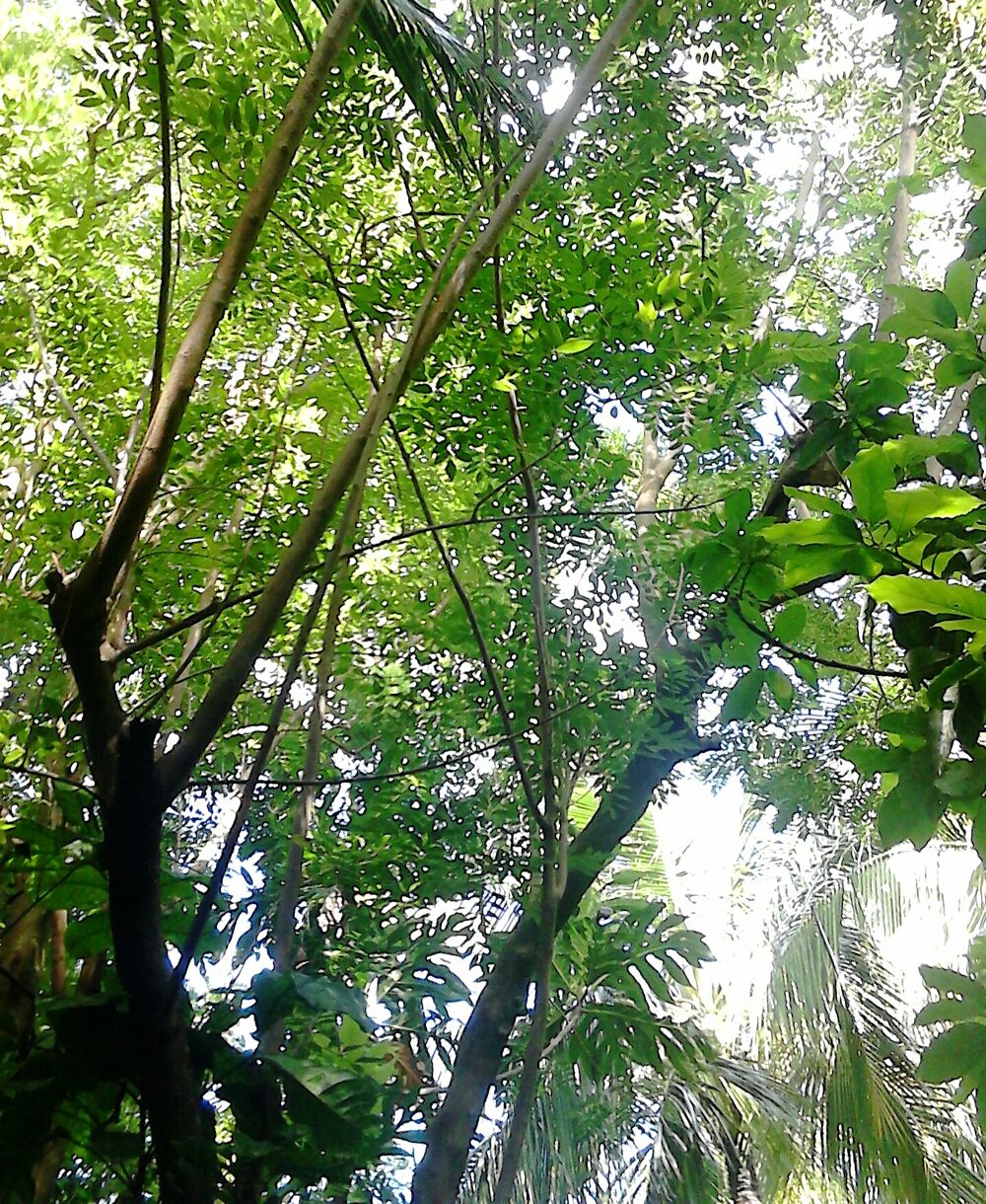 &Eacute;lagage gliricidias Jardin