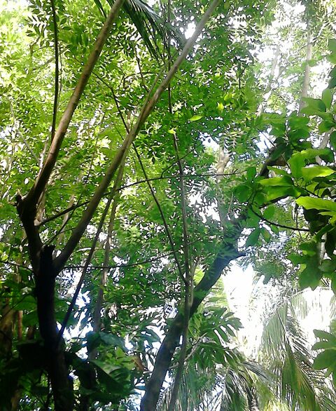 �lagage gliricidias 0 Ducos (97)