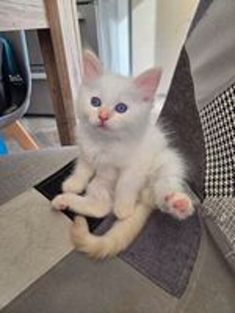   Chatons type Ragdoll 