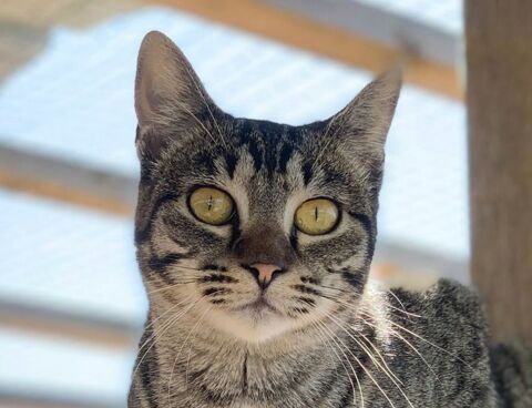 GINNY 230 27620 Gasny