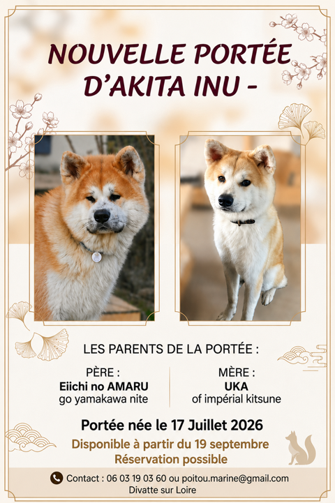 Chiots AKITA INU LOF 1700 44450 La chapelle-basse-mer