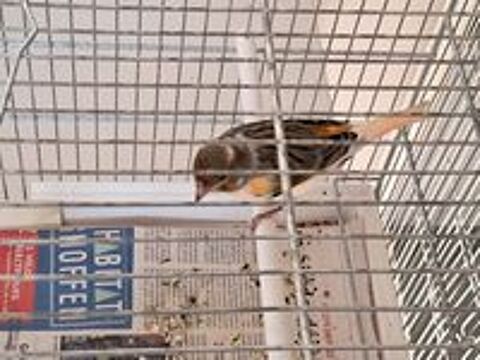   Couple de canari arlequin 