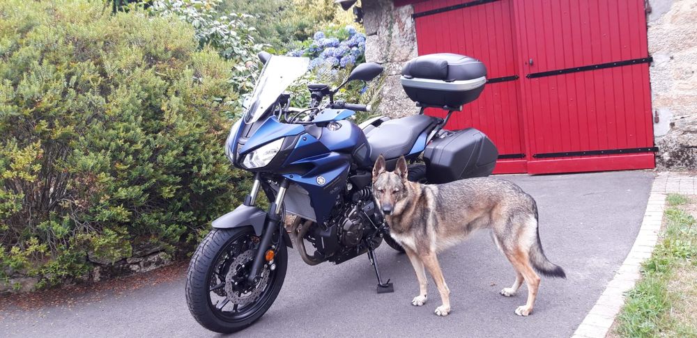 YAMAHA 2019 occasion 56160 S&eacute;glien