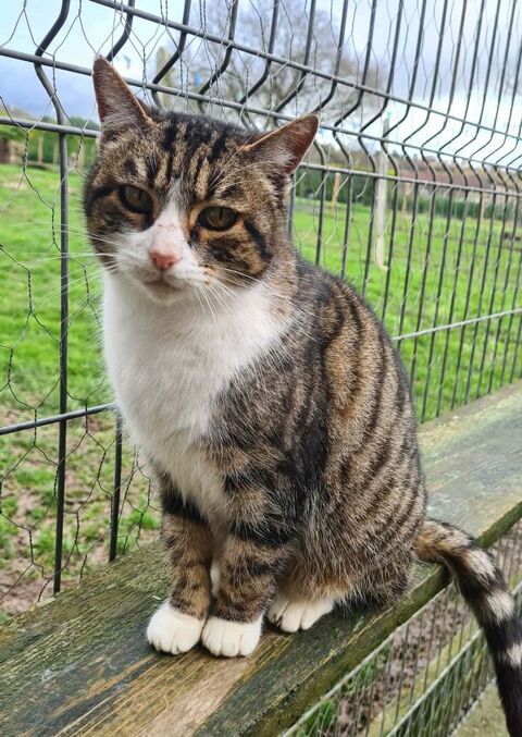 RITA femelle tigr&eacute;e et blanche 6 ans 160 24600 Rib�rac