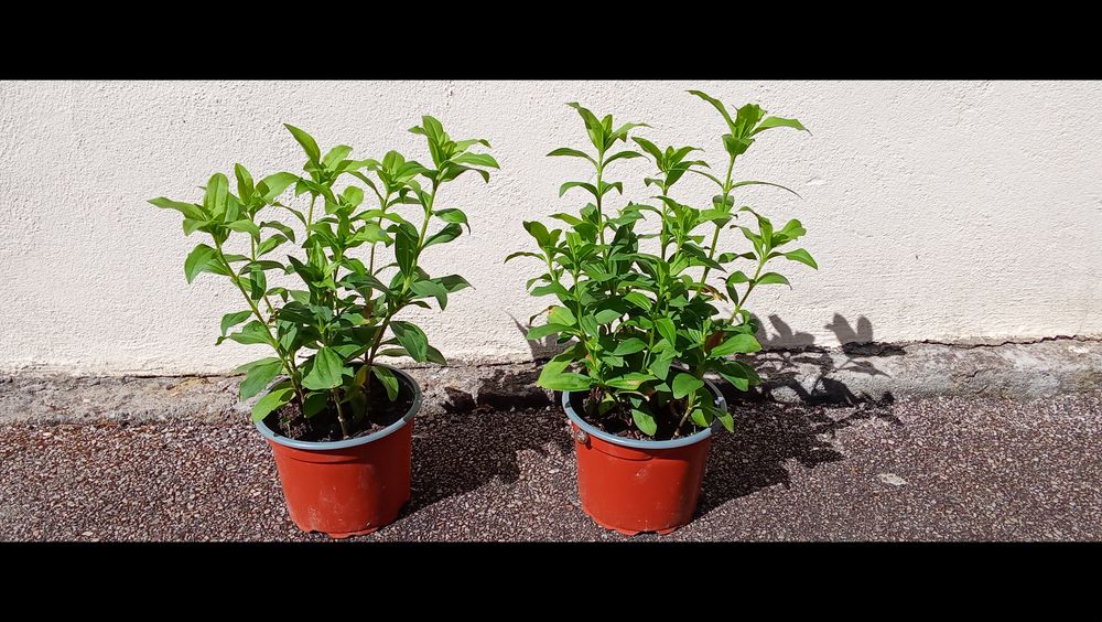2 pots de SAPONAIRES ROSES (PLANTES A SAVON) Jardin