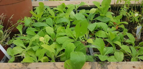Troc échange donne plants potager 0 Richwiller (68)