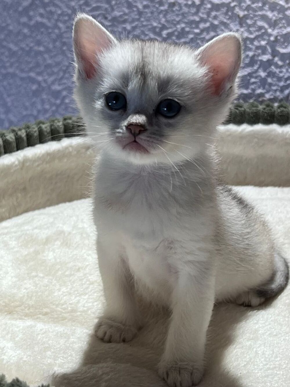   Chatons Burmilla ? Race rare et exceptionnelle  