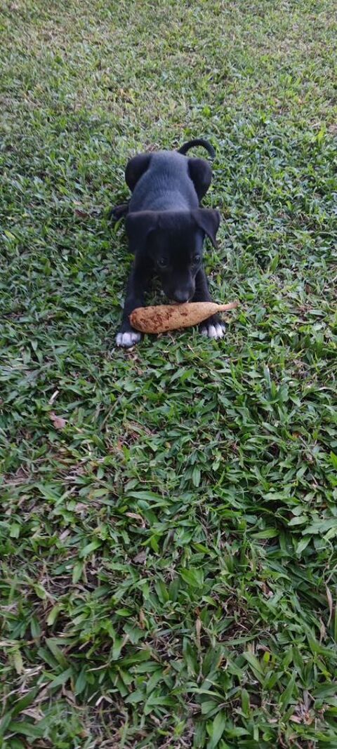 Belko, m&acirc;le X berger, n&eacute; le 26/09/2025 🐶 300 49000 Angers