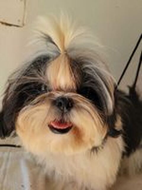   1  male shih tzu  lofi noir et blanc agde 